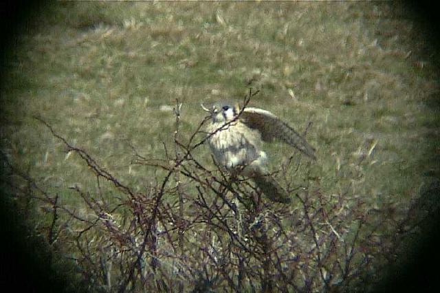 americankestrel005.jpg