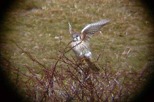 americankestrel006.jpg