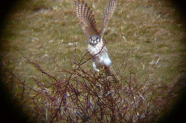 americankestrel007.jpg