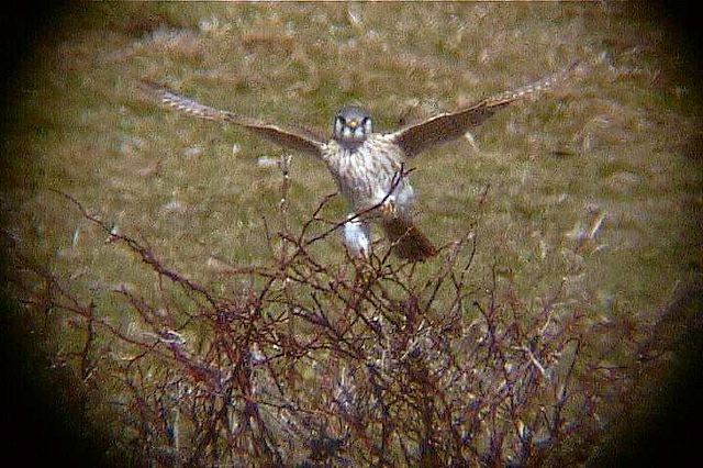 americankestrel008.jpg