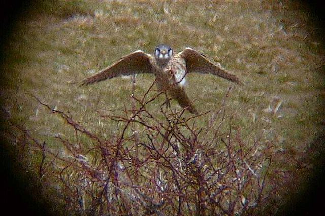 americankestrel141.jpg