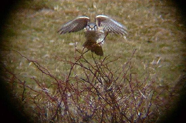 americankestrel142.jpg