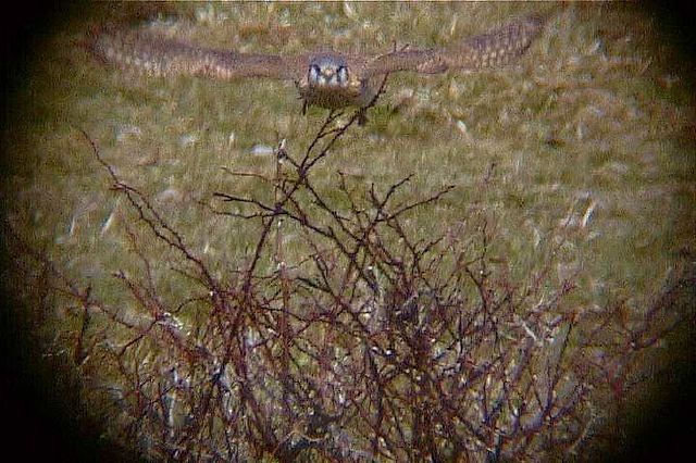 americankestrel143.jpg