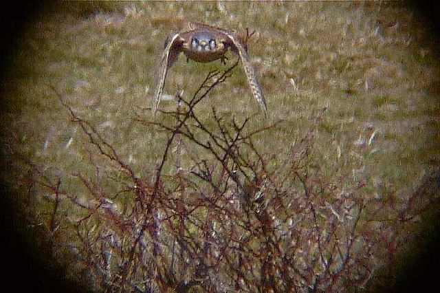 americankestrel144.jpg