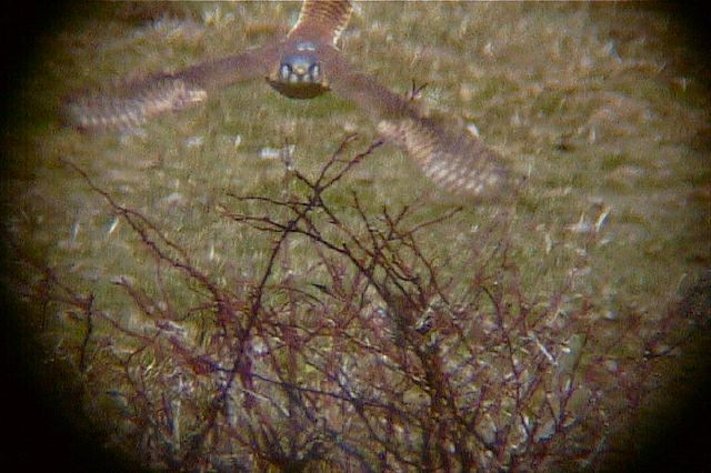 americankestrel145.jpg