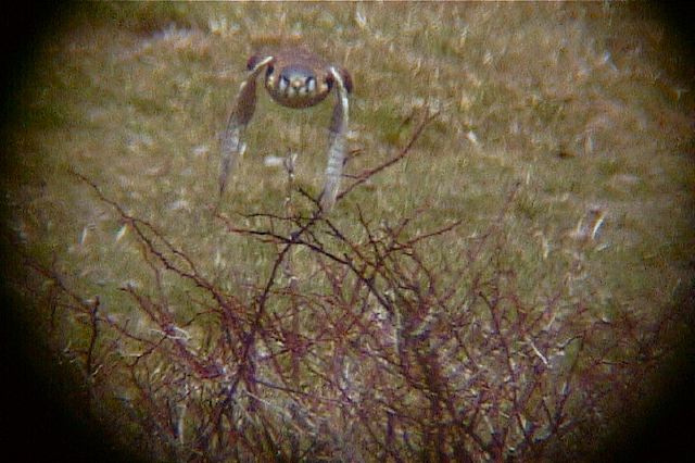 americankestrel146.jpg