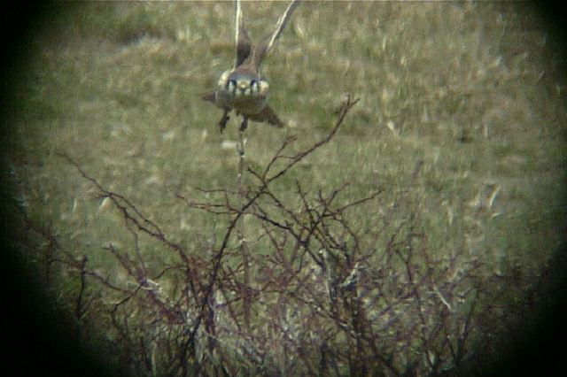 americankestrel147.jpg