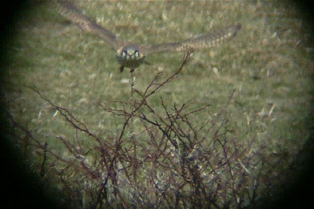 americankestrel148.jpg