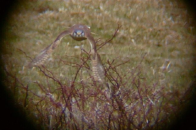 americankestrel149.jpg