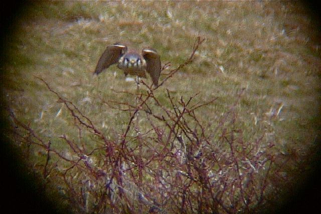 americankestrel150.jpg