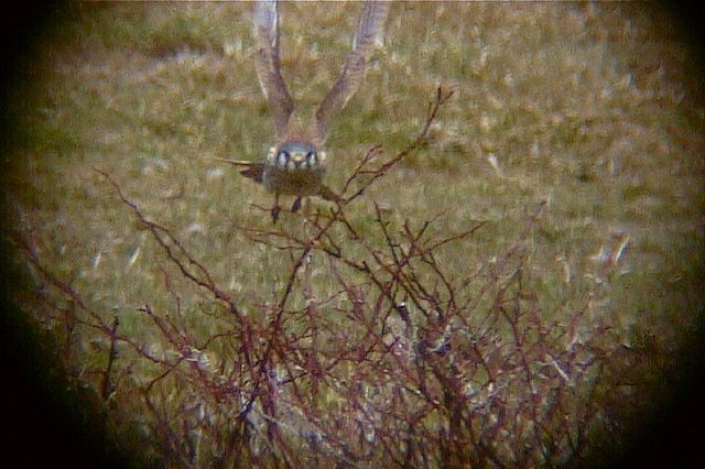 americankestrel151.jpg