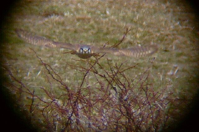 americankestrel152.jpg