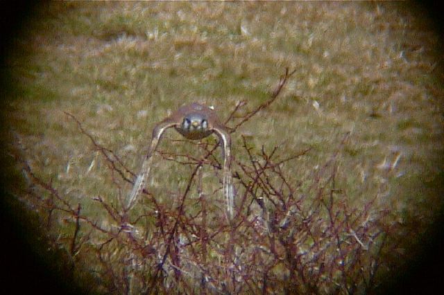 americankestrel153.jpg