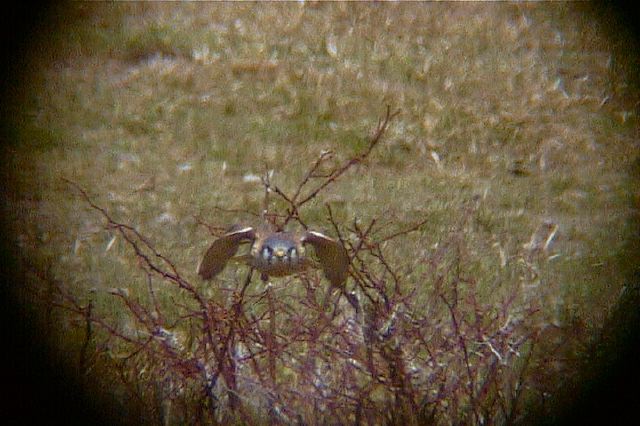 americankestrel162.jpg