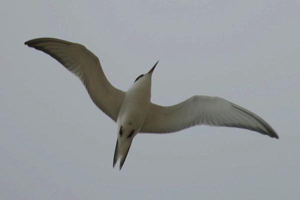 commontern_0057.jpg