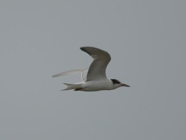 commontern_0058.jpg