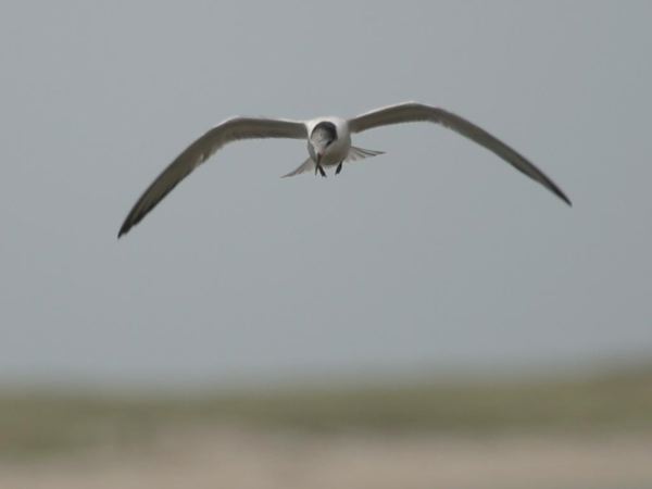 commontern_0064.jpg