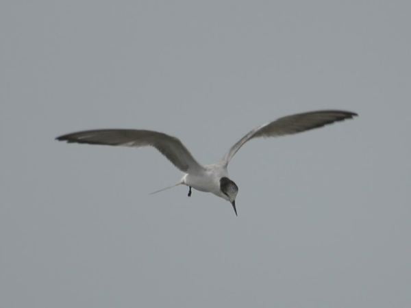 commontern_0067.jpg