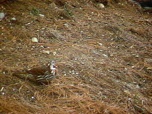 foxsparrow075.jpg