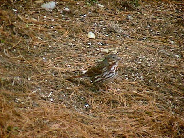 foxsparrow078.jpg