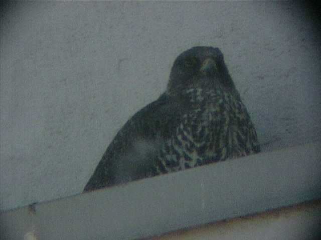 gyrfalcon172.jpg