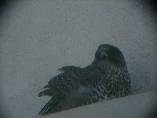 gyrfalcon173.jpg