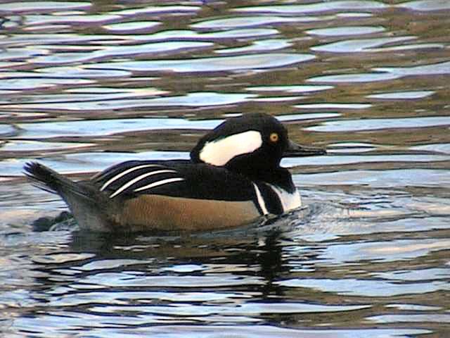 hoodedmerganser034.jpg