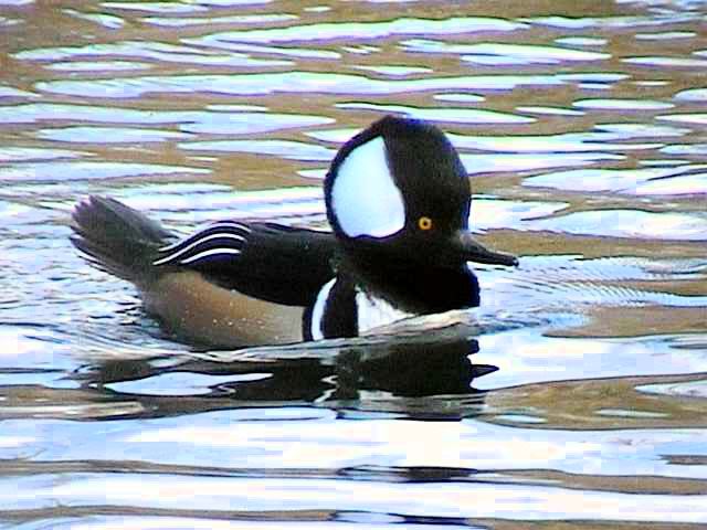 hoodedmerganser036.jpg