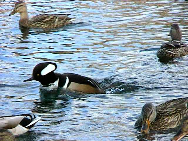 hoodedmerganser040.jpg