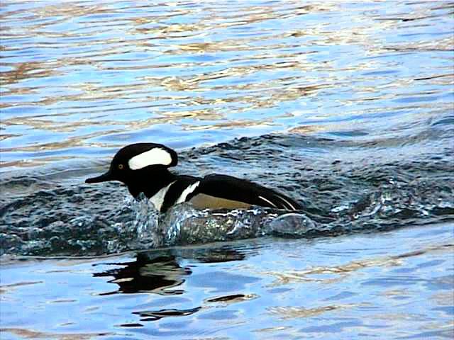 hoodedmerganser041.jpg