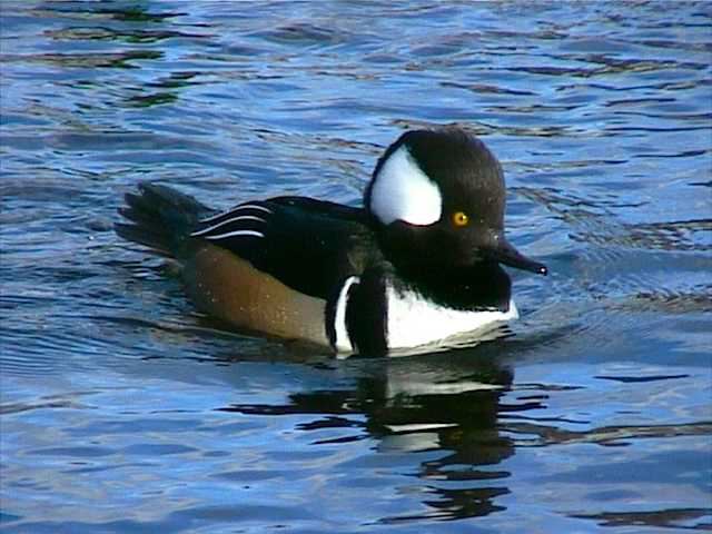 hoodedmerganser050.jpg