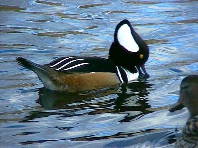 hoodedmerganser054.jpg