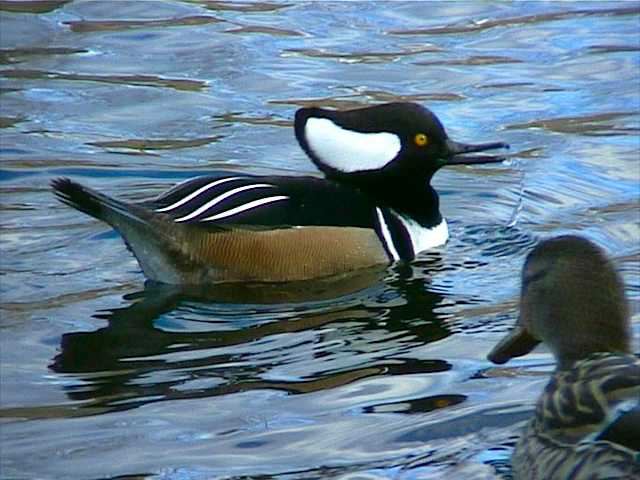 hoodedmerganser055.jpg