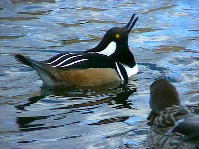 hoodedmerganser056.jpg