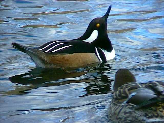 hoodedmerganser057.jpg