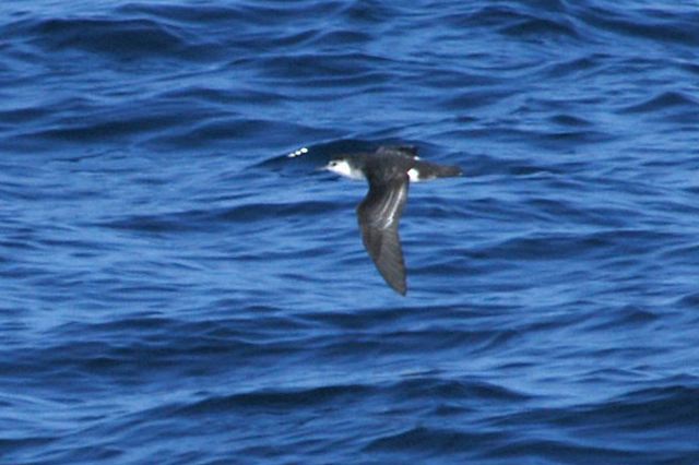 littleshearwater01.jpg