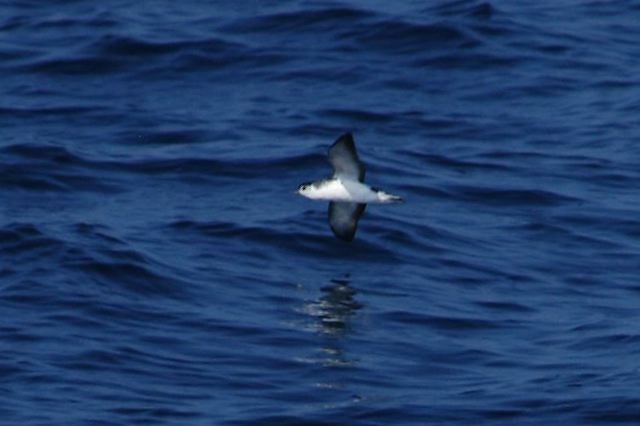 littleshearwater03.jpg