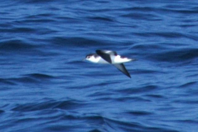 littleshearwater02.jpg