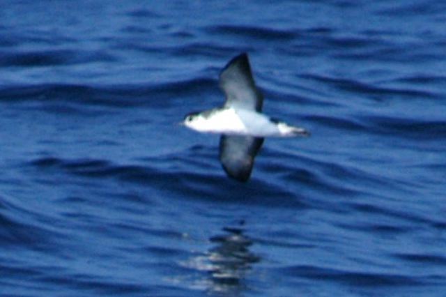 littleshearwater04.jpg