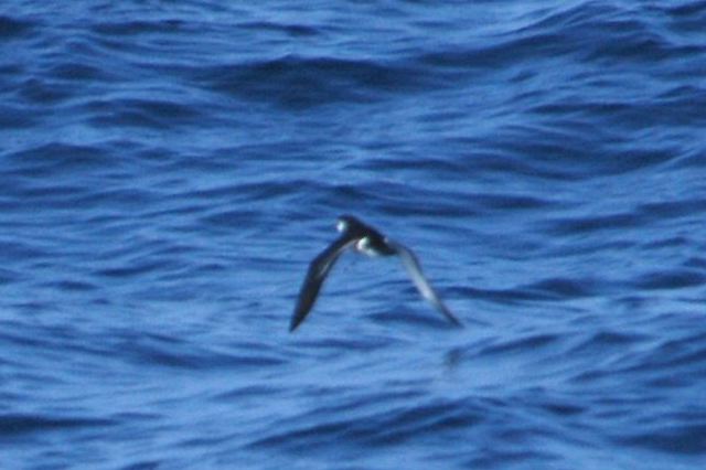 littleshearwater05.jpg