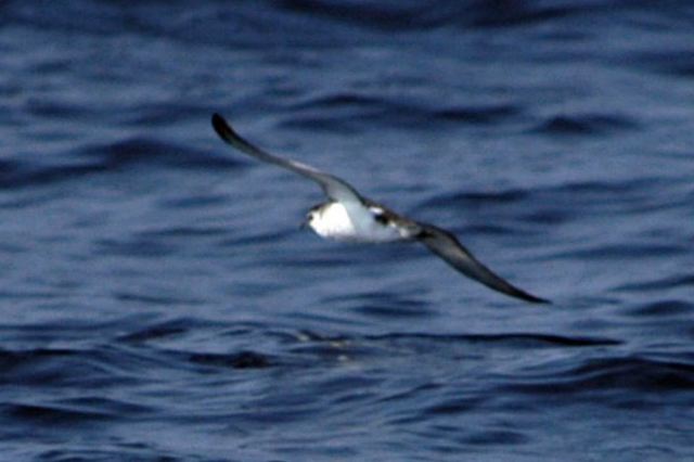 littleshearwater06.jpg