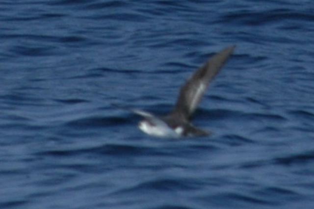 littleshearwater09.jpg