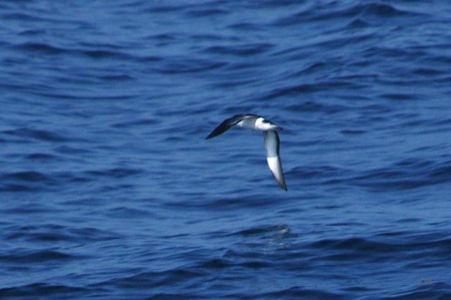 littleshearwater10.jpg