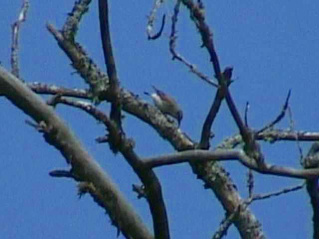 northernwheatear48.jpg