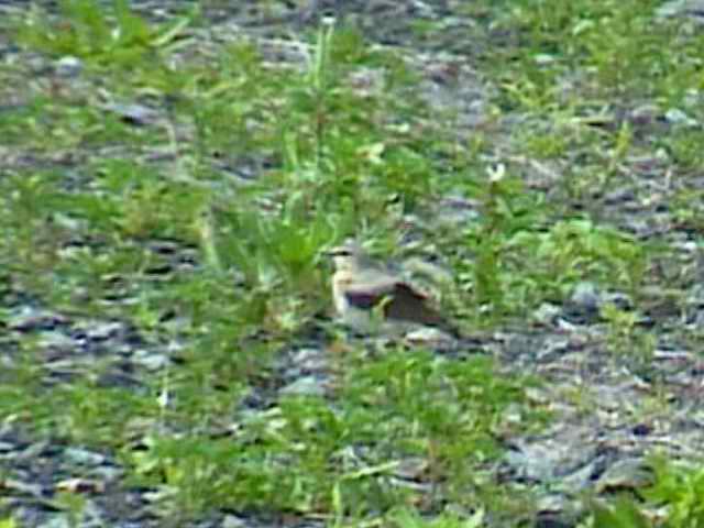 northernwheatear58.jpg