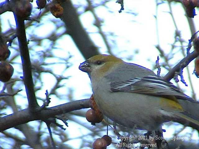 pinegrosbeak003.jpg