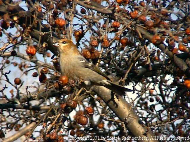 pinegrosbeak004.jpg