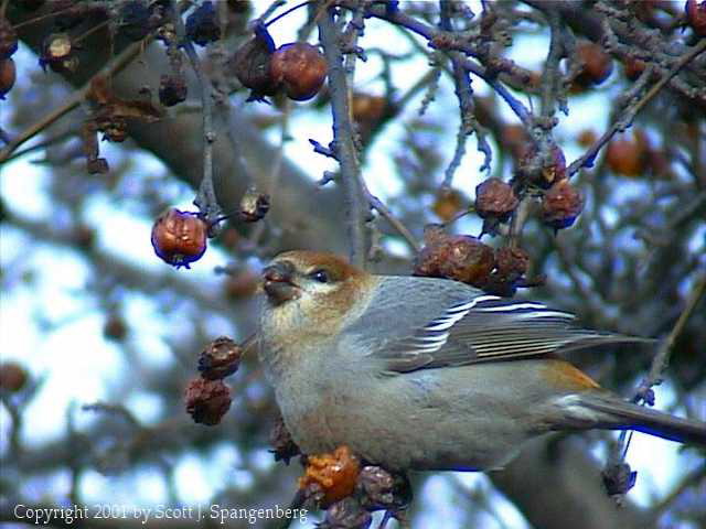 pinegrosbeak005.jpg