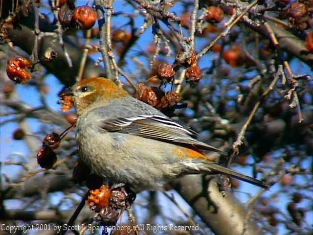 pinegrosbeak006.jpg