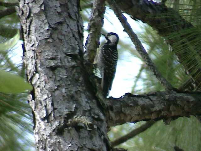 redcockadedwoodpecker002.jpg